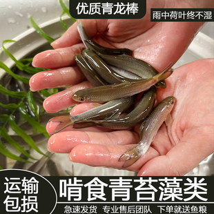 青龙棒鱼苗青衣鱼川华鲮油棒子鱼可食用观赏鱼沉香鱼渔场直发 包邮