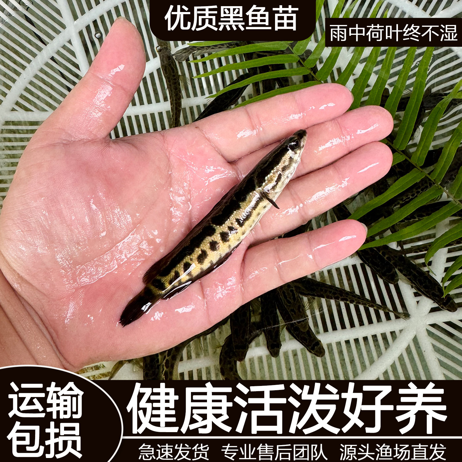 黑鱼苗淡水养殖食用好养生鱼活体乌鳢财鱼斑鱼特大凶猛冷水观赏鱼