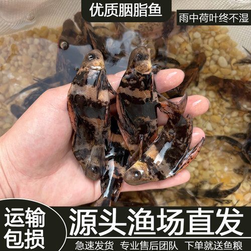 胭脂鱼苗一帆风顺鱼苗美人鱼冷水淡水鱼养殖食用高档观赏鱼清洁鱼