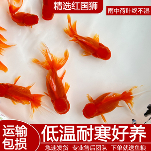 金鱼观赏鱼活鱼国运红狮冷水淡水鱼自来水可养好养耐活懒人鱼包邮