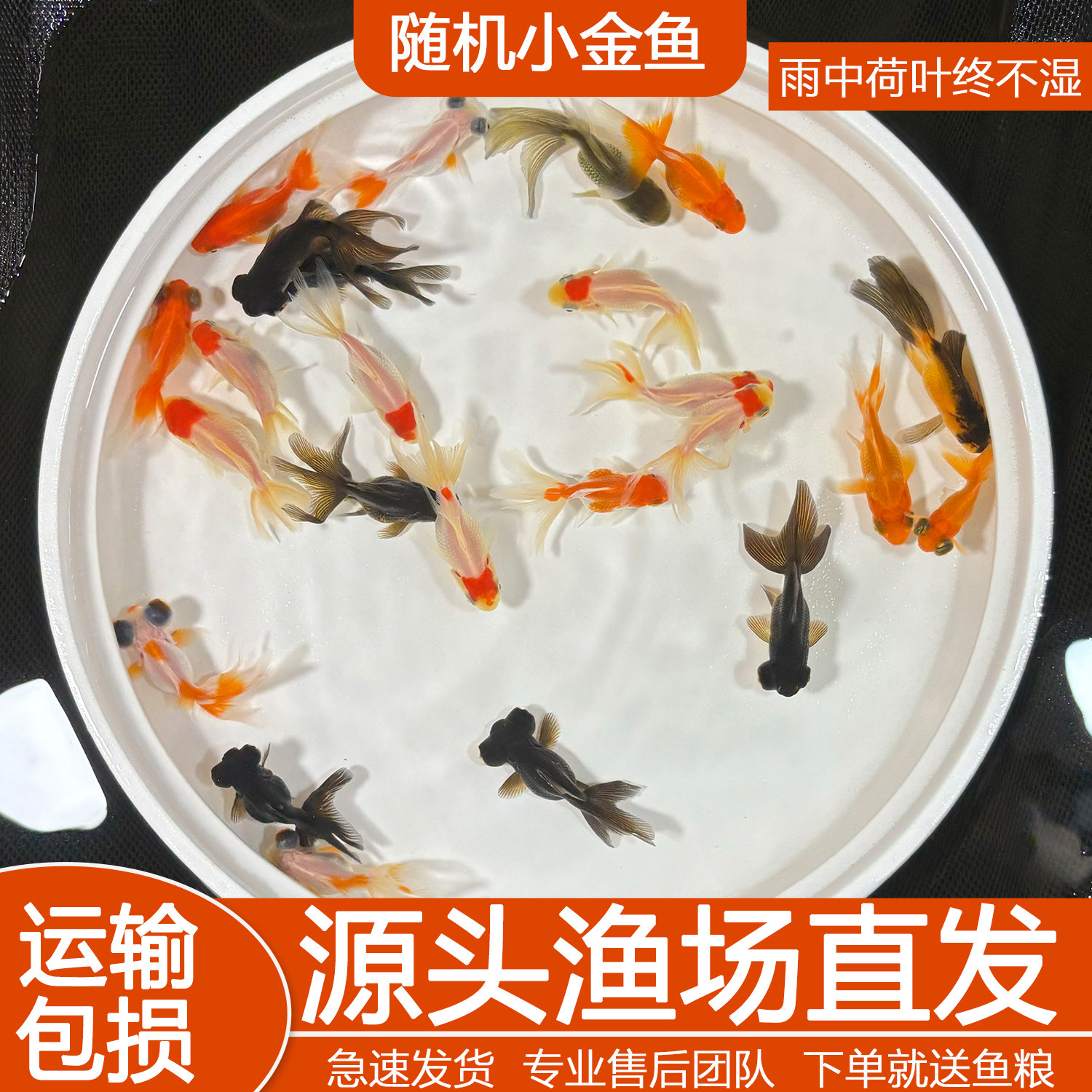 金鱼随机兰寿金鱼淡水观赏鱼百褶泰狮活鱼红狮子头国狮金鱼冷水鱼