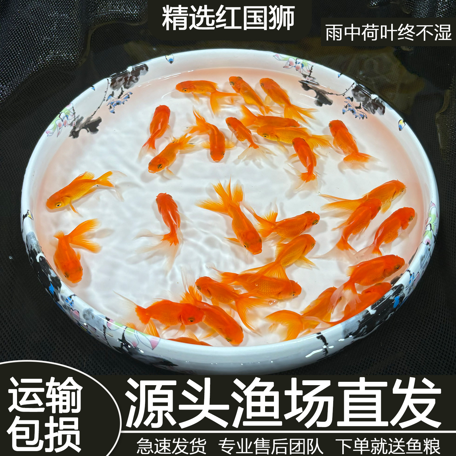 金鱼观赏鱼活鱼招财国运红狮冷水淡水鱼自来水可养好养耐活懒人鱼