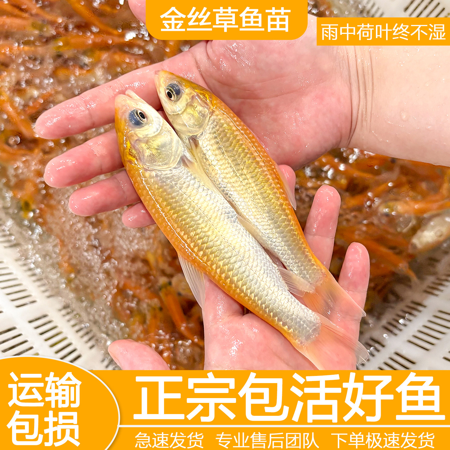 优质金草鱼苗渔场直发包邮冷水金丝皖红黄金丝草鱼俄罗斯金草鱼苗
