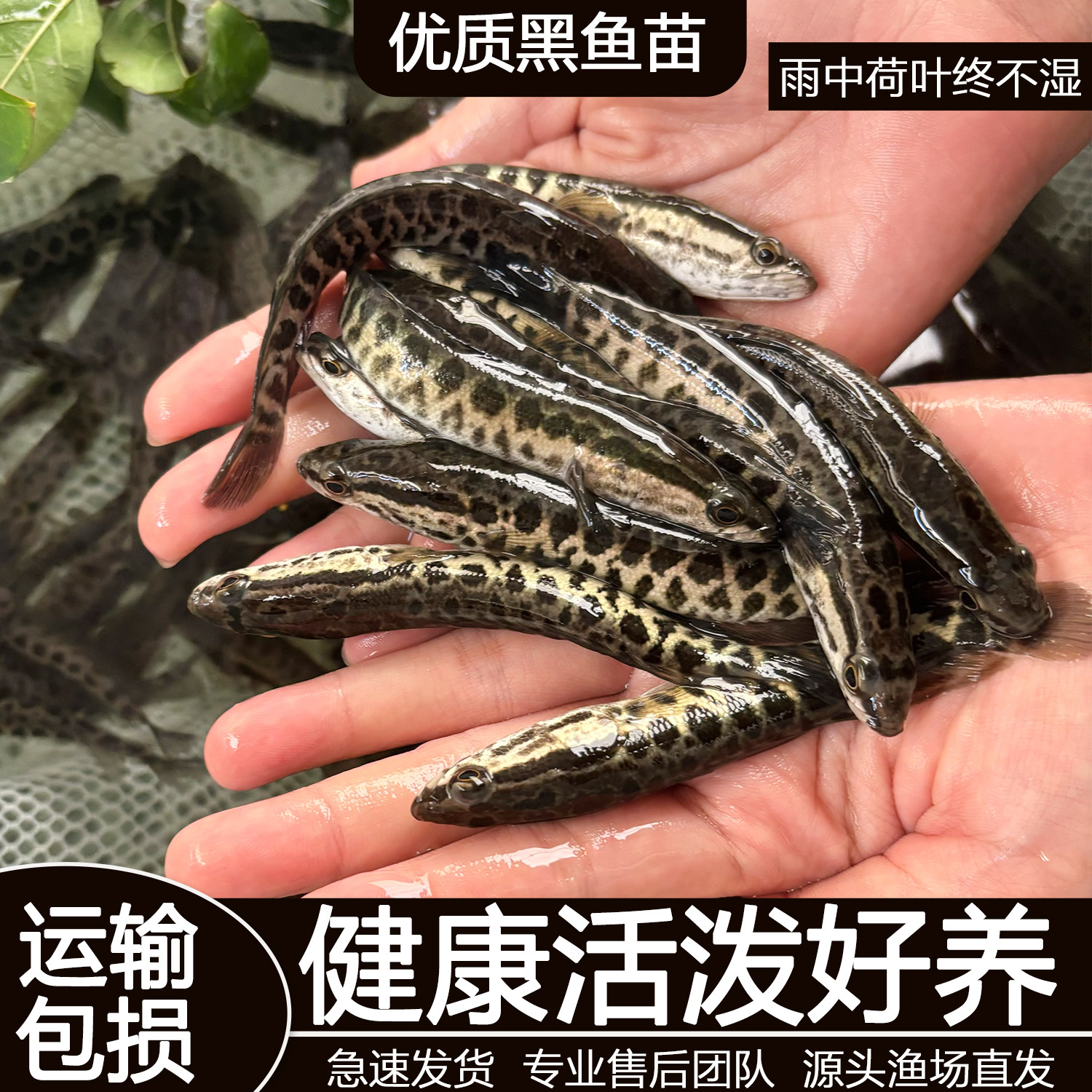 黑鱼苗乌鱼淡水养殖生鱼活体乌鳢财鱼斑鱼特大好养凶猛冷水观赏鱼