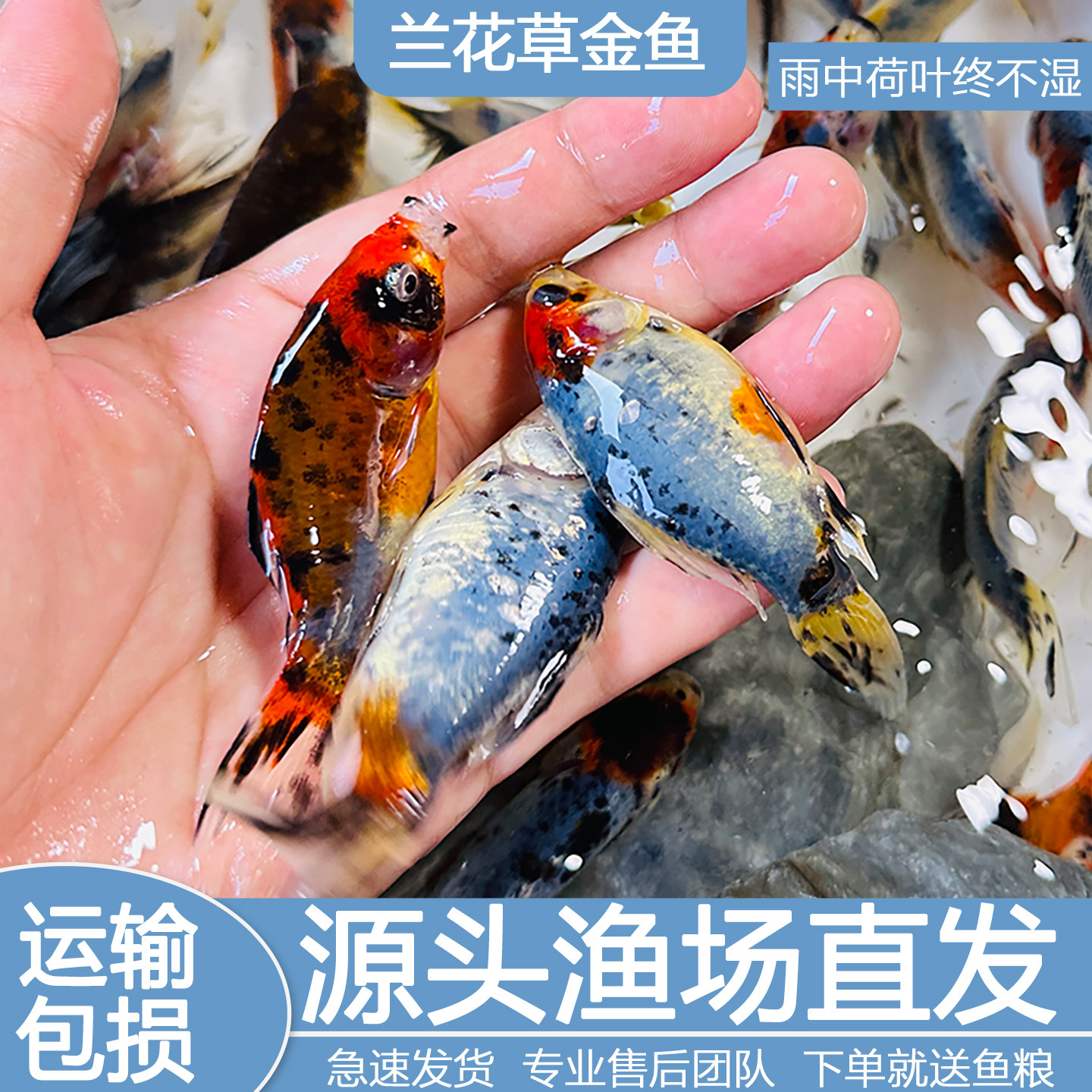 兰花草金红草金鱼长短尾草金活体观赏鱼冷淡水鱼缸好养耐活小金鱼