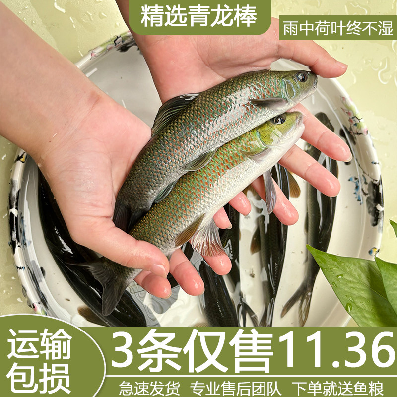 青龙棒鱼苗吃青苔川华鲮鱼沉香鱼稀有淡水原生溪流广温性底层观赏,宠物/宠物食品及用品,鱼,淘宝优惠券,粉丝福利购,淘宝优惠卷