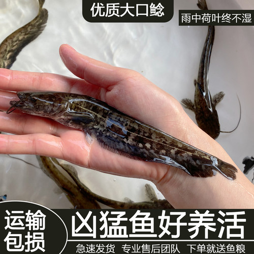 大口鲶鱼苗活体淡水鱼苗食用鲺鲶河鲶土鲶鱼二须鲶南方大口鲶鱼苗