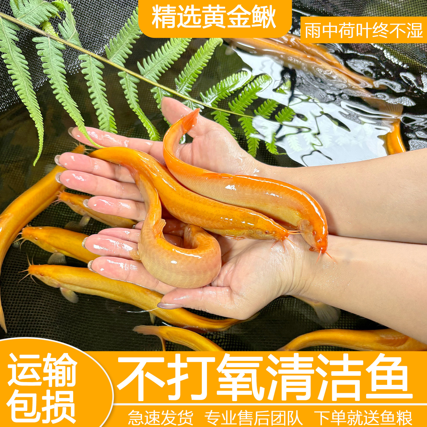 黄金泥鳅冷水观赏鱼黄金泥鳅鱼缸清洁工具鱼清道夫好养耐活鱼包邮