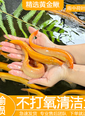 黄金泥鳅冷水观赏鱼黄金泥鳅鱼缸清洁工具鱼清道夫好养耐活鱼包邮
