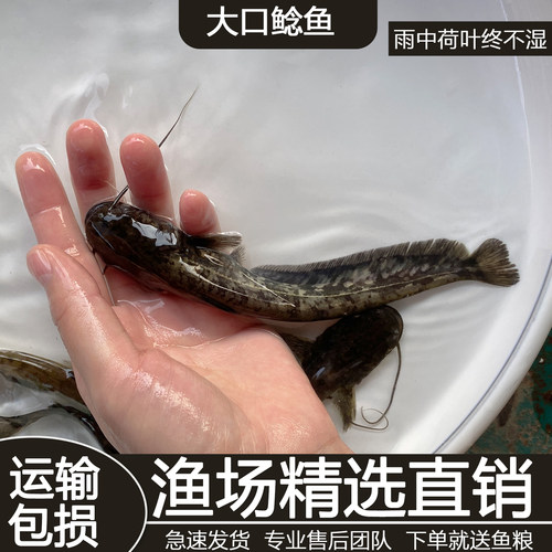 大口鲶鱼苗活体淡水鱼苗食用鲺鲶河鲶土鲶鱼二须鲶南方大口鲶鱼苗