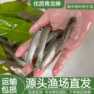 精选青龙棒鱼苗川华鲮油棒子鱼青衣鱼原生溪流鱼可观赏鱼可食用