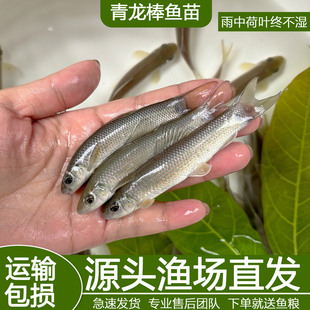 青龙棒鱼苗吃青苔川华鲮鱼沉香鱼稀有淡水原生溪流广温性底层观赏