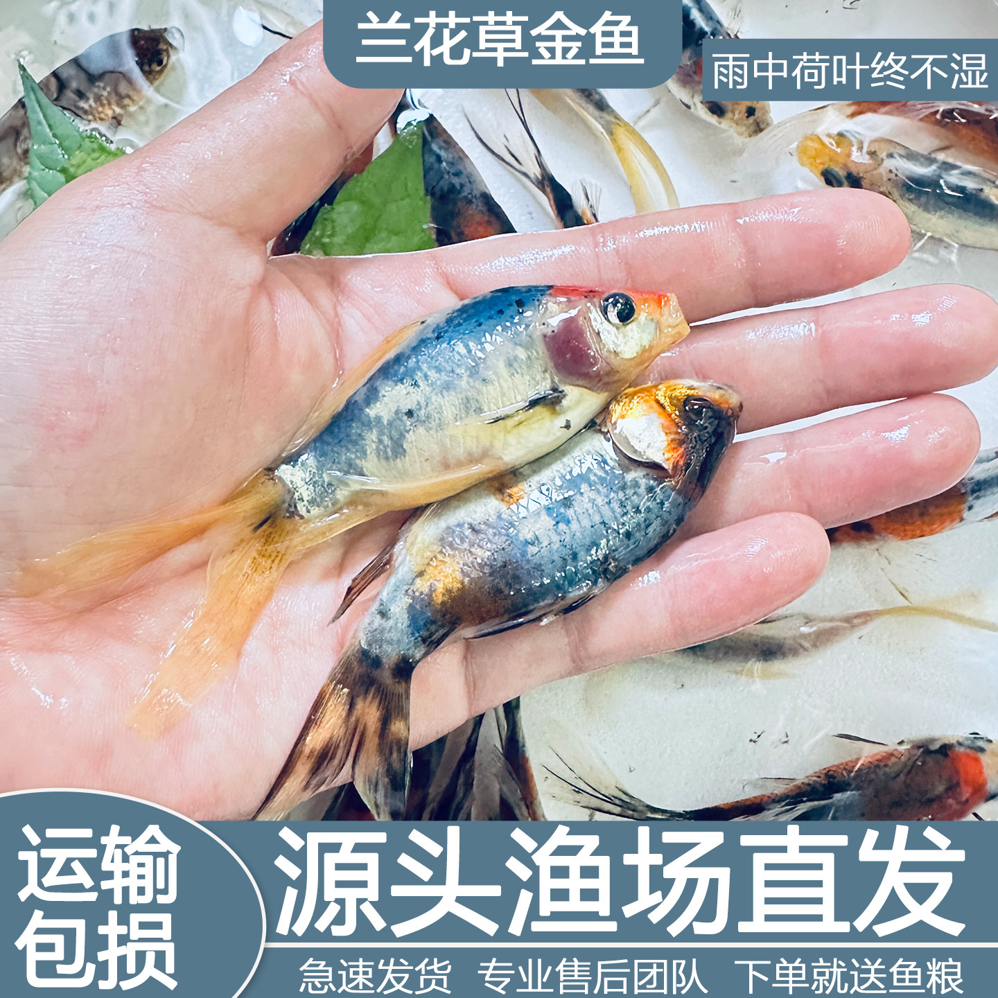 兰花草金冷淡水鱼缸好养耐活小金鱼红草金鱼长短尾草金活体观赏鱼