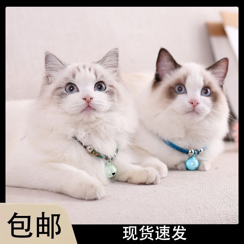 猫咪铃铛脖圈简约编织款可调节项圈小狗铃铛吊坠宠物日常装饰用品