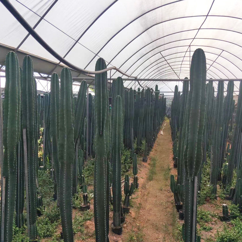 仙人柱量天尺盆栽大型客厅好养多肉蓝柱北欧风室内植物仙人掌