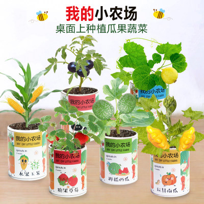 开心农场创意迷你小植物观察发芽幼儿园礼品儿童diy种植小盆栽