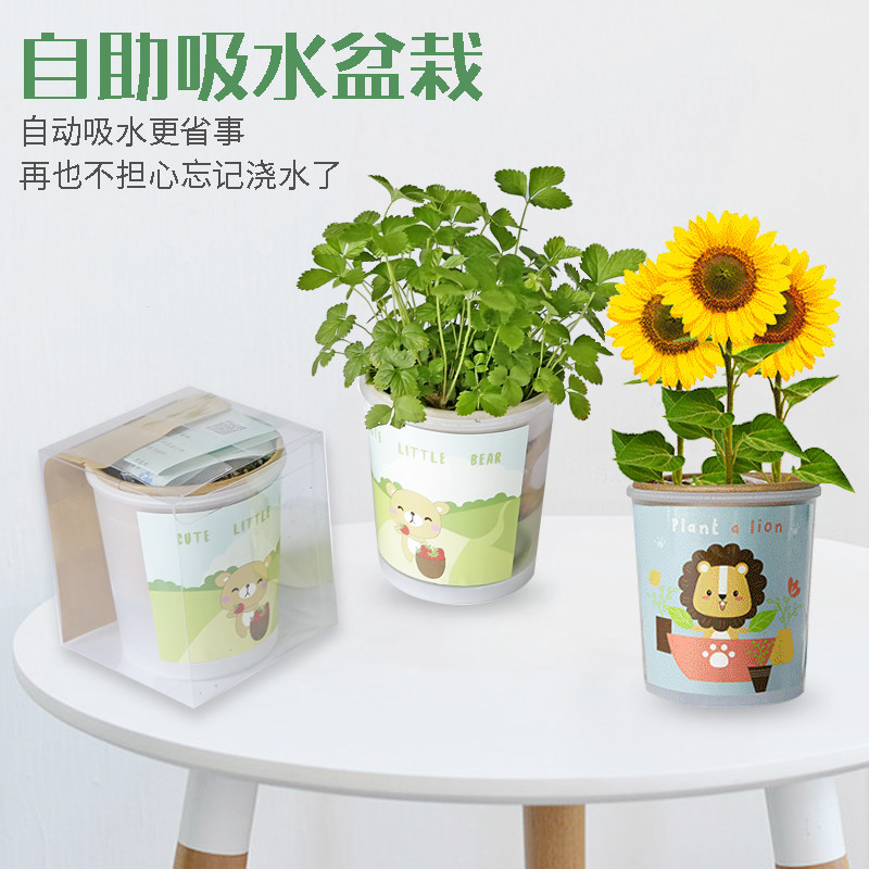 创意迷你植物幼儿园观察种植植物角diy绿植开心农场微景观小盆栽