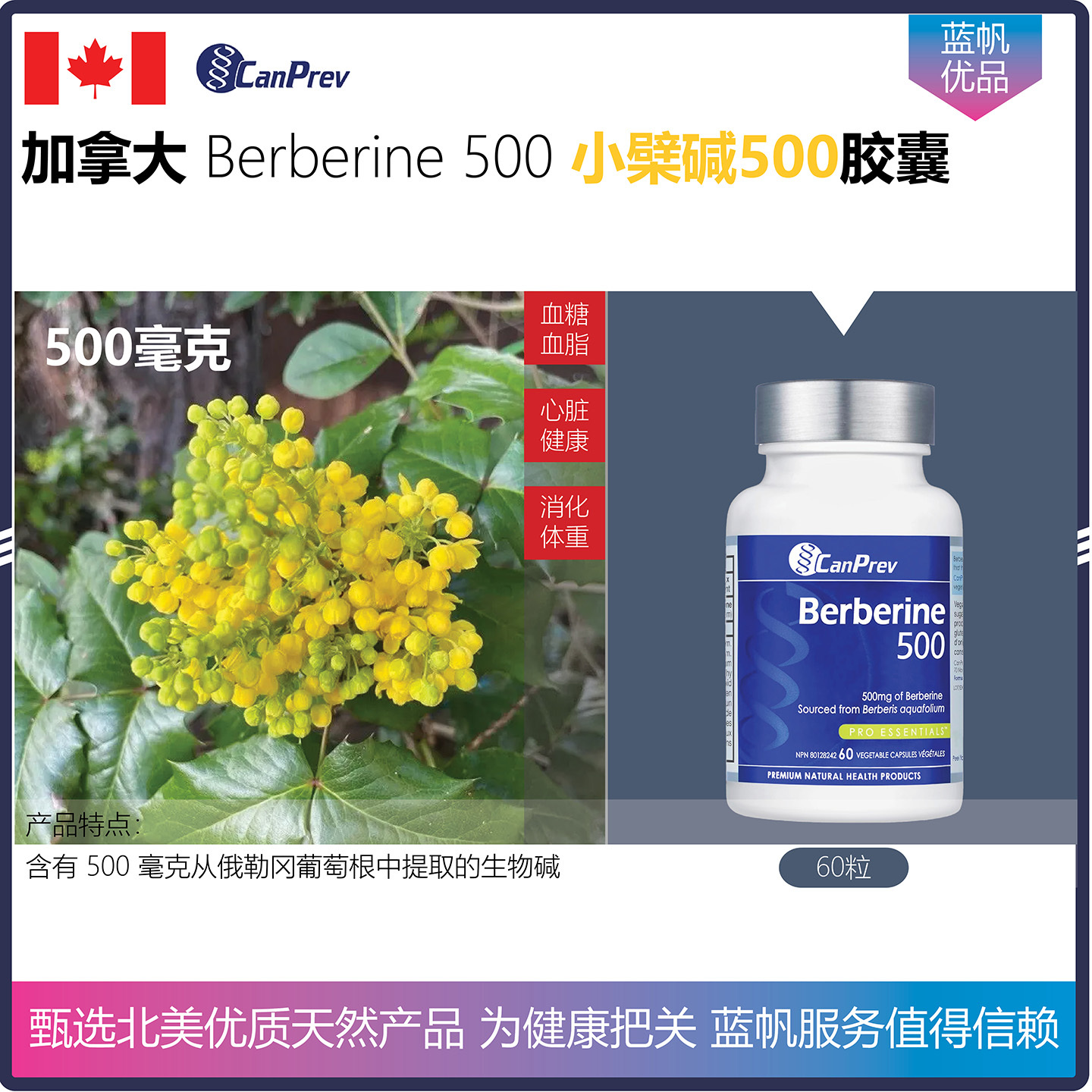 【温哥华顺丰】60粒 加拿大CanPrev berberine 500小檗碱胶囊