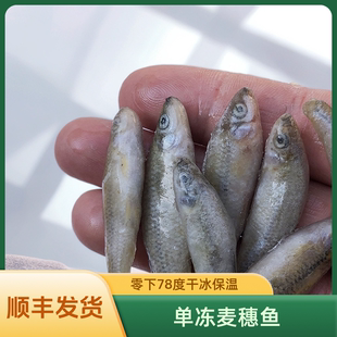 麦穗鱼冷冻冰冻龙鱼饲料专用鱼食红龙虎鱼单冻上浮鱼冻虾