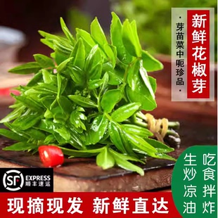 2026年现货新鲜鲜嫩花椒芽野生花椒叶现采现发应季农家麻叶食鲜香