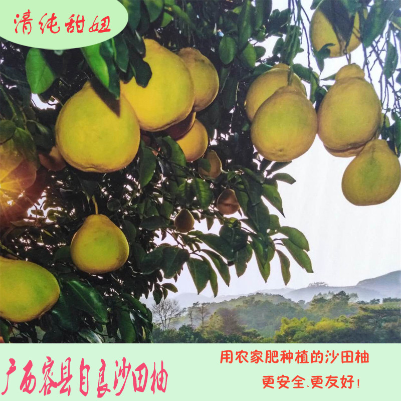 正宗容县沙田柚千秋自良纯正甜美老树柚子广西土特产两广包邮
