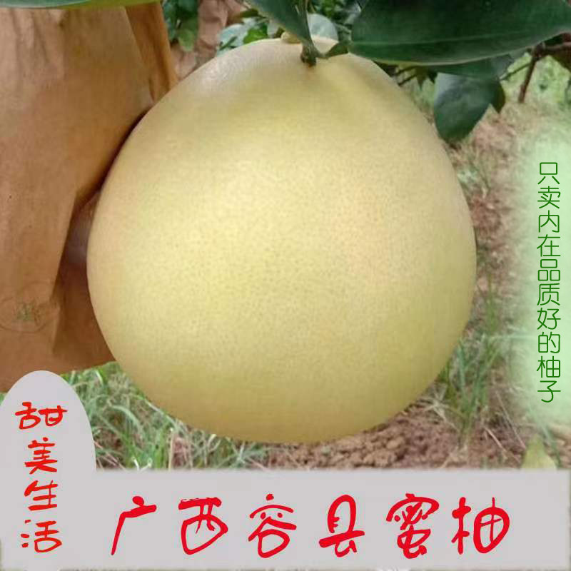 正宗广西容县白心白肉蜜柚孕妇当柚子