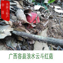 广西容县浪水天然野生红蘑菇正宗孕妇月子红椎菌干货香菇50克包邮