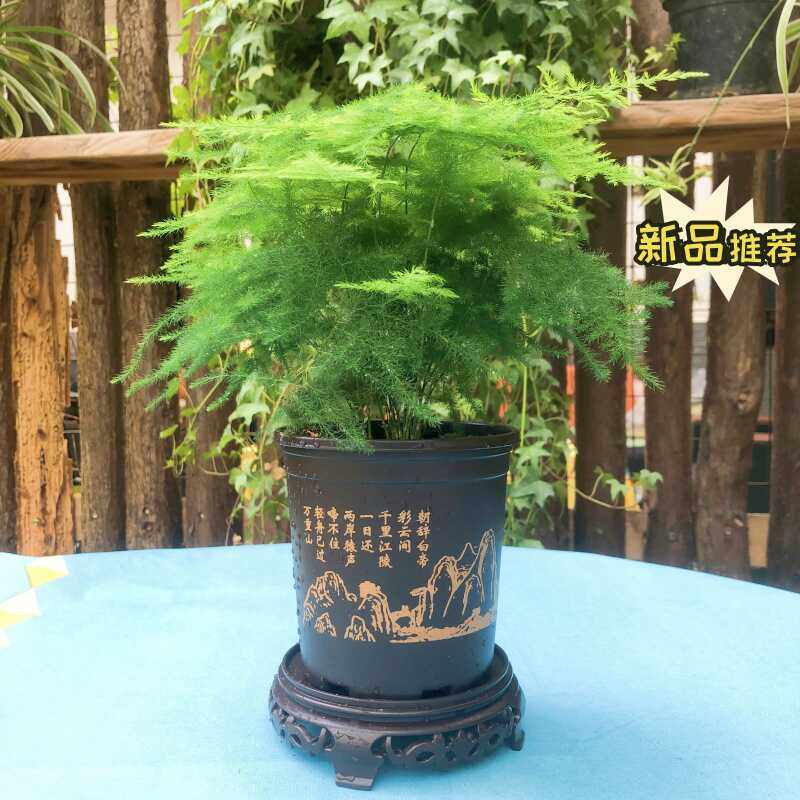 净化空气吸甲醛绿植花卉