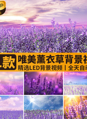 唯美浪漫紫色薰衣草春天花海天空婚礼舞台大屏幕LED背景视频素材
