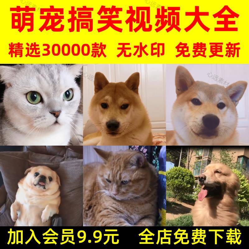 国外萌宠素材搞笑呆萌幽默宠物动物猫咪狗狗哈士奇抖音短视频素材
