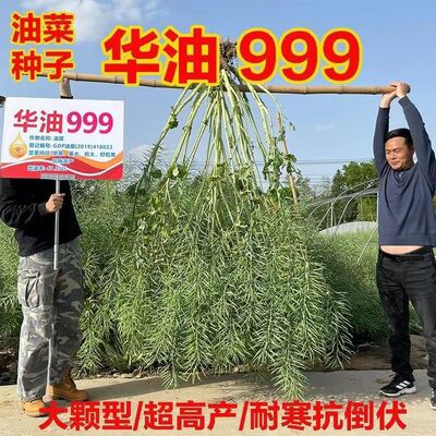 油菜籽种华油999油菜种华油777早熟华油567大粒油菜花种油菜种子