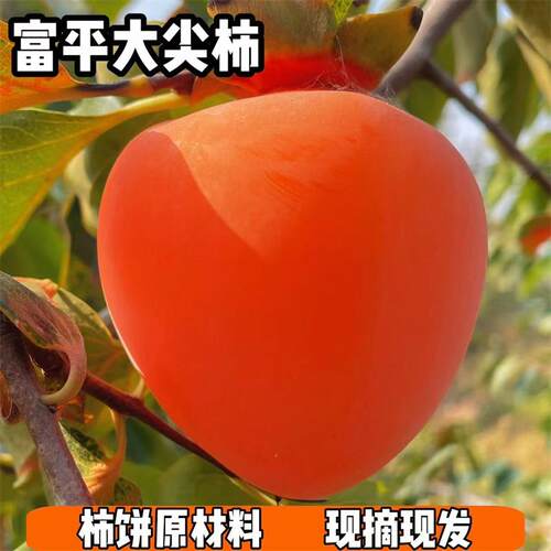 富平大尖硬柿子现摘现发可挂柿饼