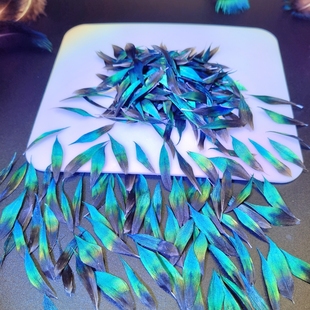 点翠羽毛孔雀脖子蓝片已上浆工艺自然脱落DIY饰品材料基地发货专