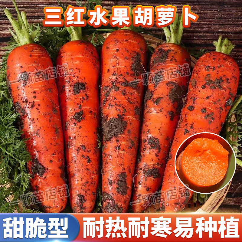 三红红萝卜种籽高产老品种图片