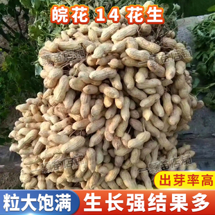 早熟大颗粒高产花生种子优质农家抗病夏秋红皮花生种籽薄皮春季播