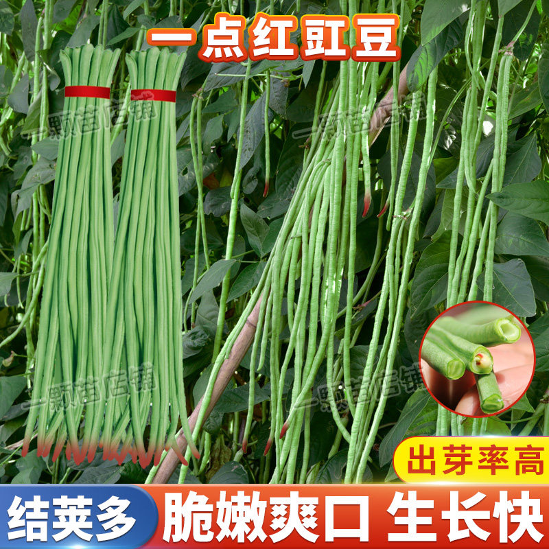 红嘴一点红豇豆种籽高产早熟特长豆角种子庭院春季蔬菜种孑架菜豆图片
