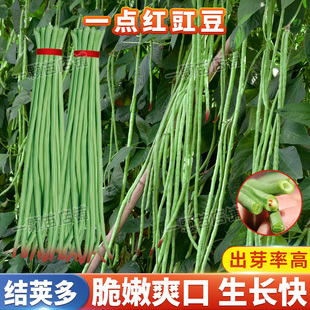 红嘴一点红豇豆种籽高产早熟特长豆角种子庭院春季蔬菜种孑架菜豆