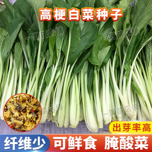 秋季高杆长梗白菜籽种子箭杆高梗高脚白莱籽小青菜孑蔬菜子腌酸菜