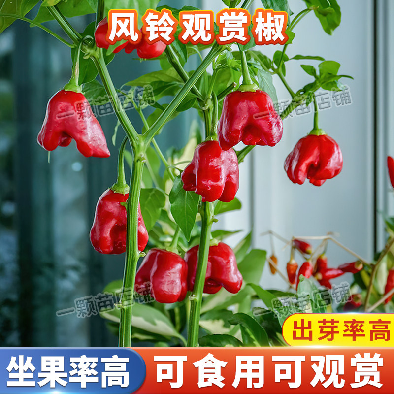 食用观赏风铃辣椒种籽子椒灯笼椒菜种籽春四季播阳台盆栽蔬菜种孑