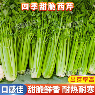 西芹菜种籽种水果西芹种子阳台盆栽玻璃翠芹菜种籽菜籽蔬菜种孑