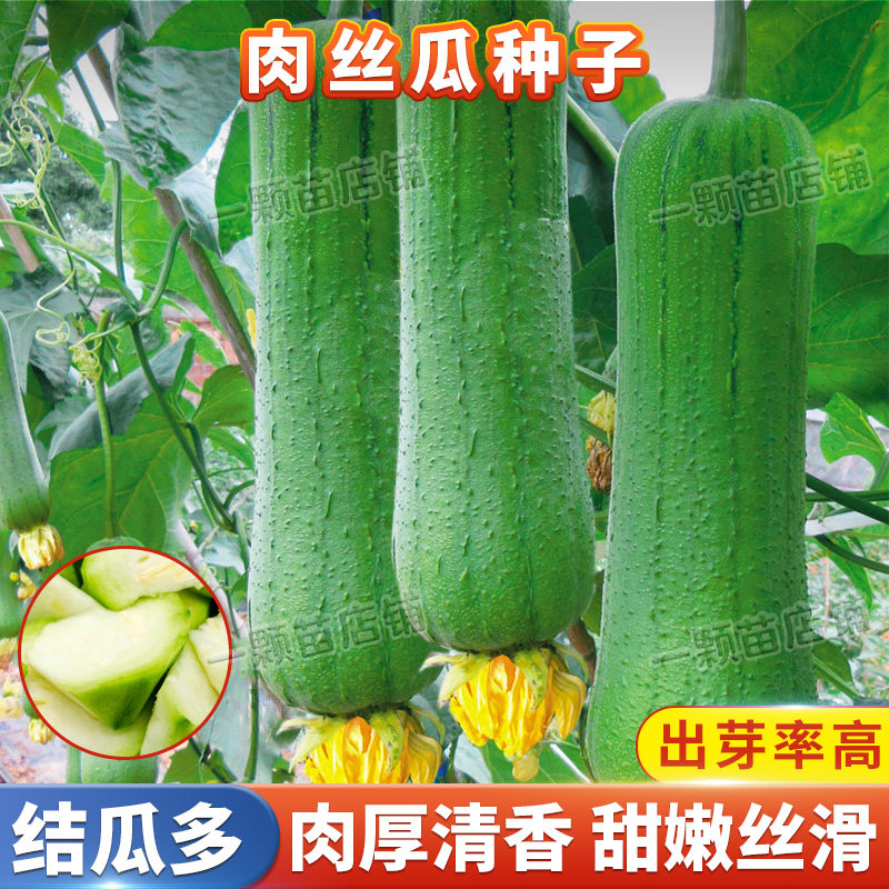 春季肉丝瓜种籽爬藤高产特大短丝瓜种子籽种秋季农家庭院蔬菜种孑