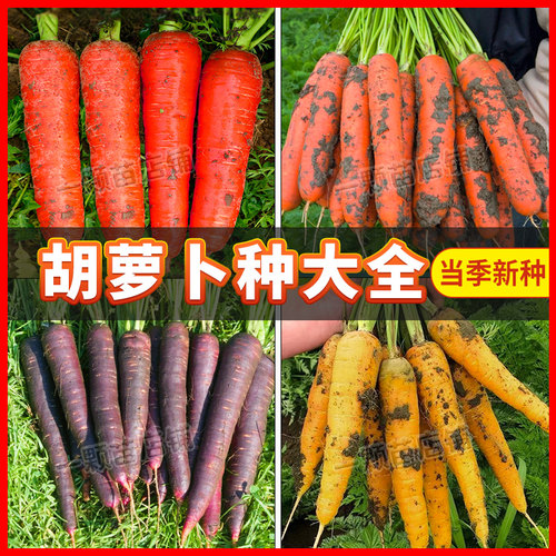 水果胡萝卜肉质橙红色产量高
