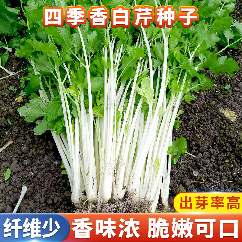 春秋季四川白芹菜种子 白秆白梗实心小香芹菜种孑四季蔬菜种籽儿