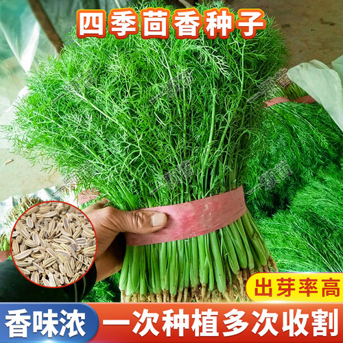 小茴香种子四季种植多茬采收