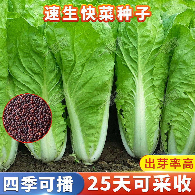 生长快速阳台小院都可以种