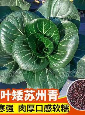 上海青种籽苏州青种孑阳台四季播
