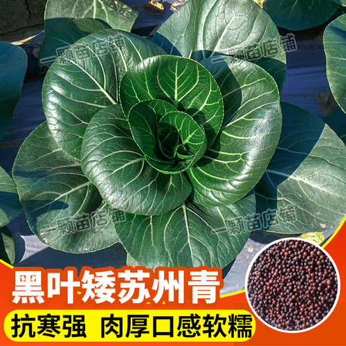 上海青种籽苏州青种孑阳台四季播