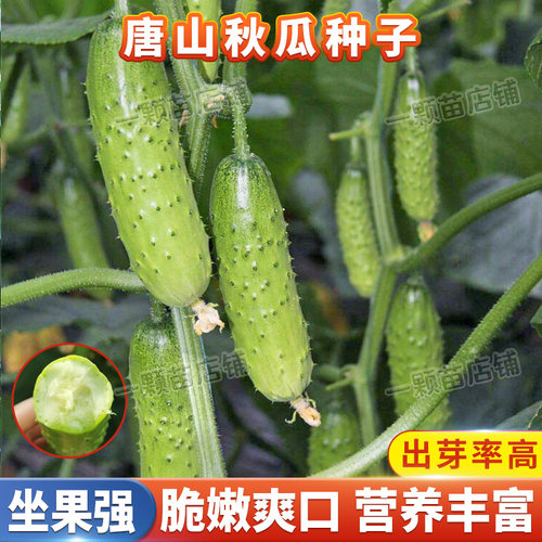 早熟高产唐山秋黄瓜种子脆嫩香甜