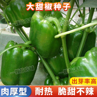 青椒种子厚皮肉厚甜椒王种籽不辣灯笼椒菜椒种阳台盆栽农家疏菜