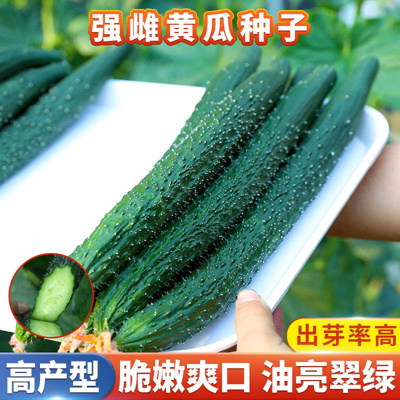 强雌黄瓜种子绿瓤绿心肉青瓜高产水果黄瓜种籽大全阳台蔬菜种孑苗,鲜花速递/花卉仿真/绿植园艺,家庭园艺种子,淘宝优惠券,粉丝福利购,淘宝优惠卷